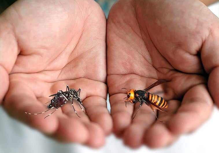 Las especies invasoras más preocupantes crecen en La Rioja gracias a los inviernos suaves